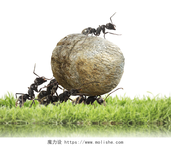 白色背景下的蚂蚁团队在运石头蚂蚁团队